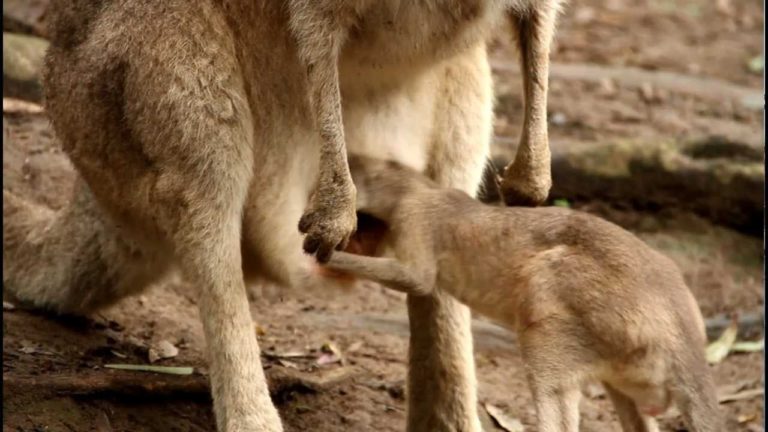 Wanna Know What The Inside Of A Kangaroo S Pouch Looks Like The Frisky   Baby Kango Scaled 