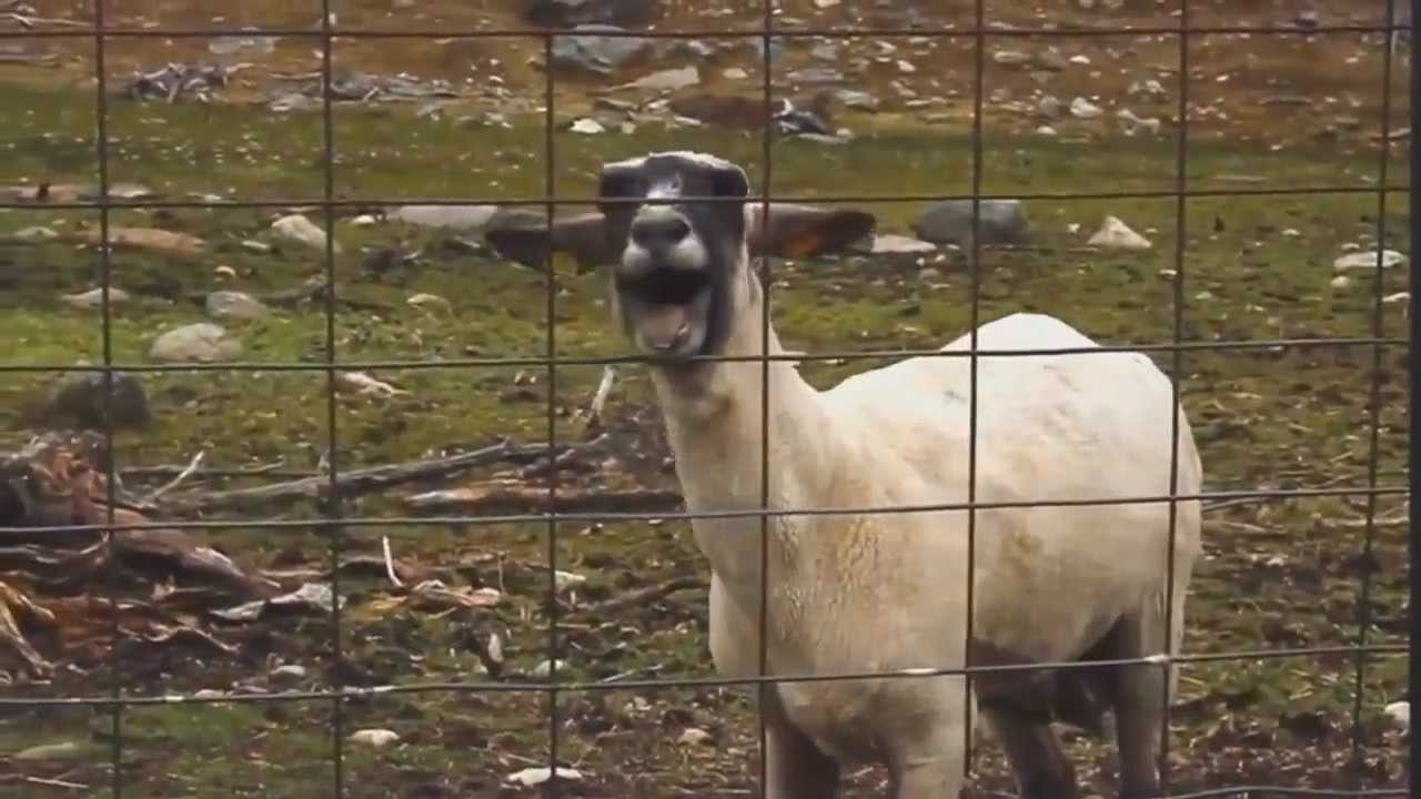 The 10 Best Screaming Goat Music Videos - The Frisky