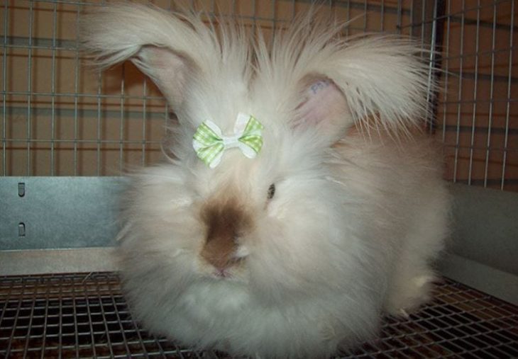 How to care for your Angora Rabbit The Frisky