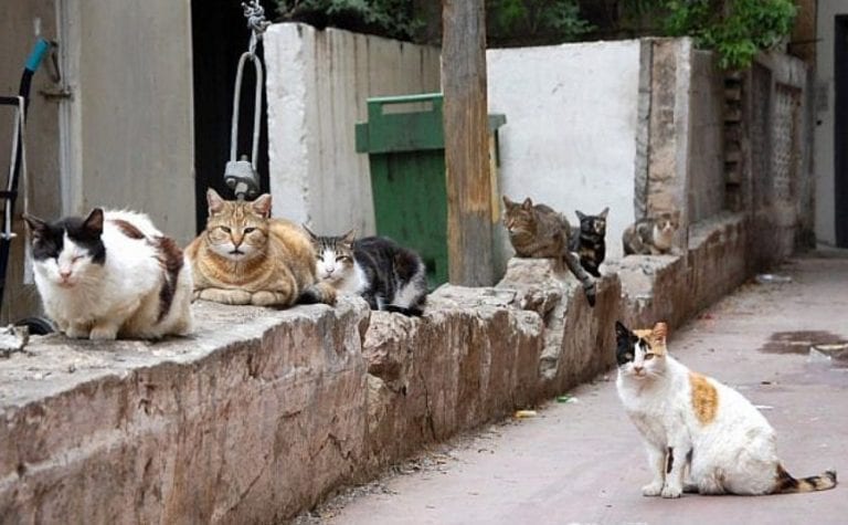 Man Divorces Wife Over Owning 550 Cats - The Frisky