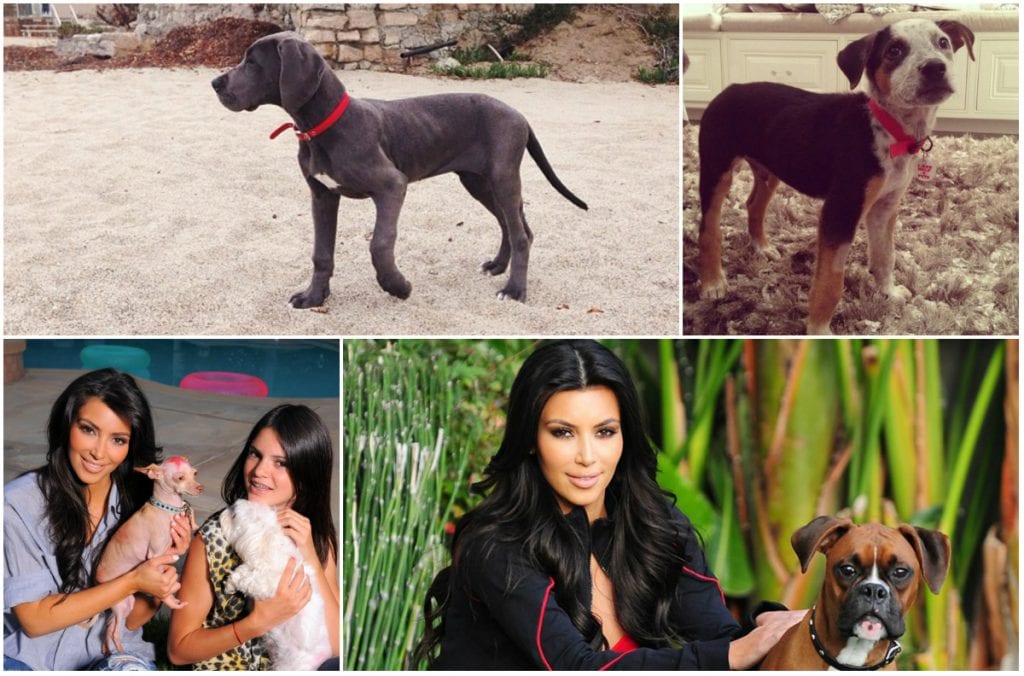 13 Kardashian Family Pets, Ranked The Frisky