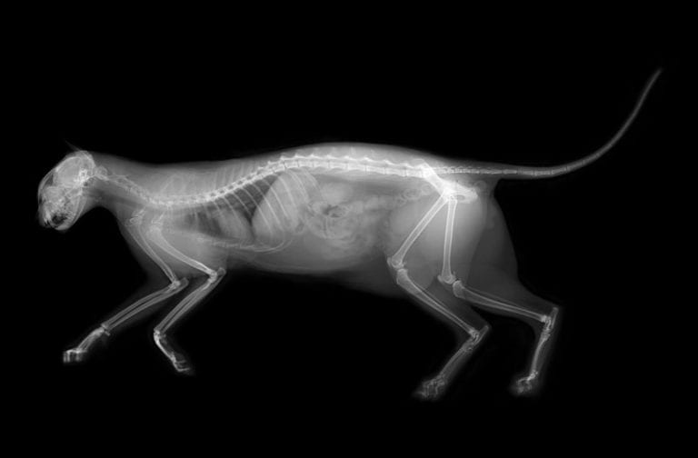 Animal X Rays Printables Free