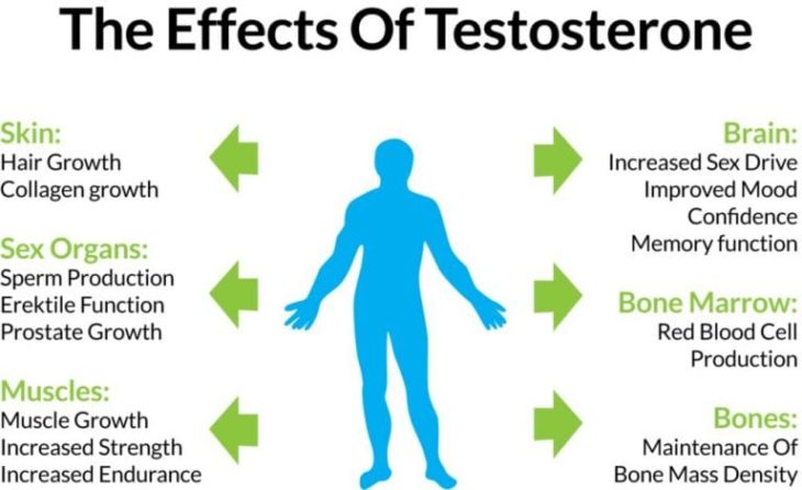 How Testosterone Works The Frisky