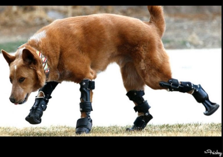 Dog With Four Prosthetic Paws Is Happy, So What Are You Complaining About?