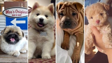 Dog cross breeds that will make you fall in love - The Frisky