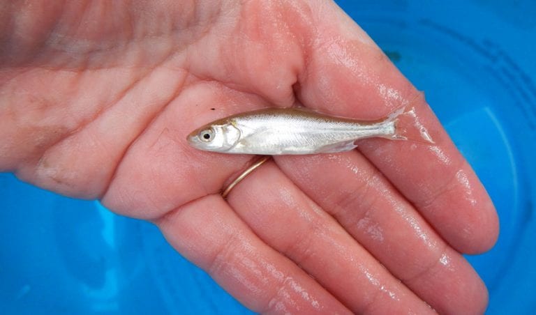 8 Curious Facts About Fish - The Frisky