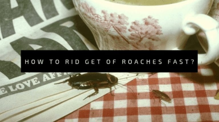 roaches rid fast