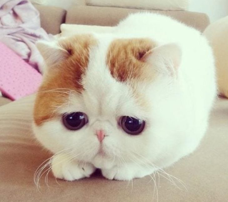 16 Animals That Look So Sad But Are So Cute - The Frisky