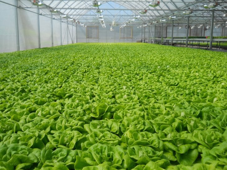 A beginner guide to Hydroponics - The Frisky