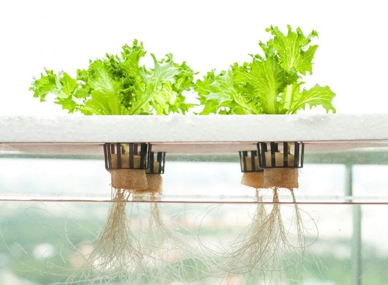A beginner guide to Hydroponics The Frisky