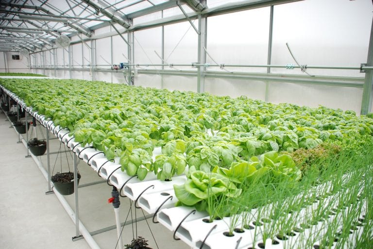 A beginner guide to Hydroponics - The Frisky