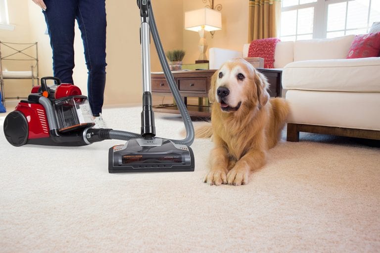 How to remove pet hair from clothes, furniture, and carpets - The Frisky