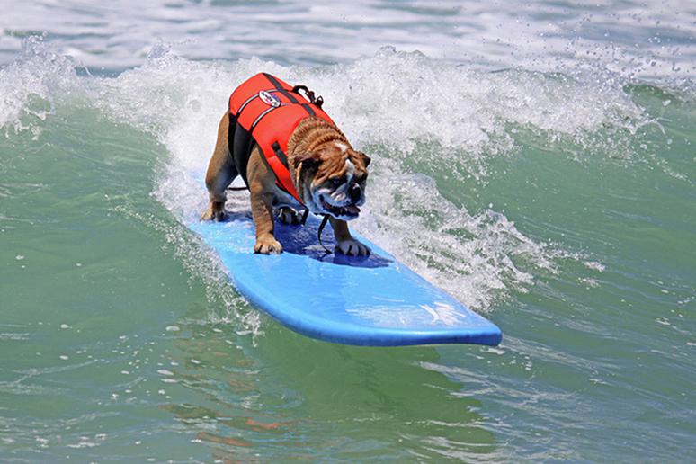 11 Photos Of Dogs Surfing - The Frisky