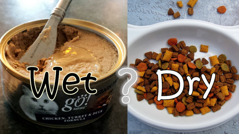Dry Vs. Wet Cat Food The Better Choice for Your Cat