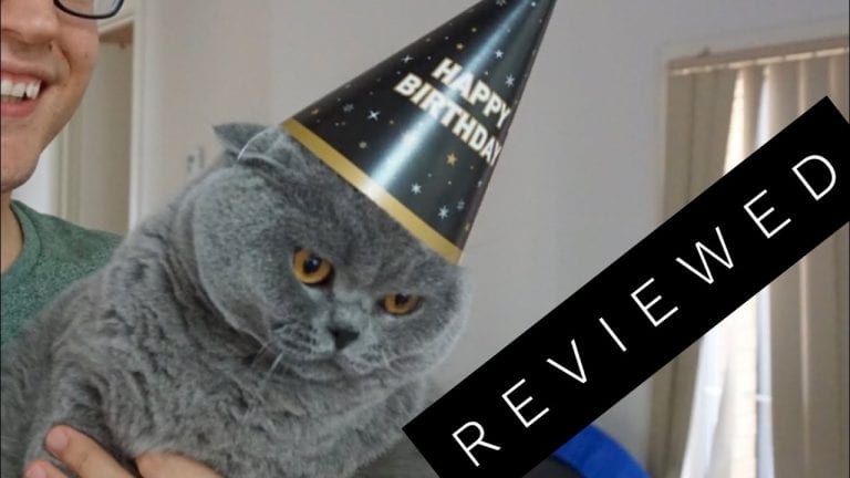While You Were Out, Your Cats Were Throwing A Banger