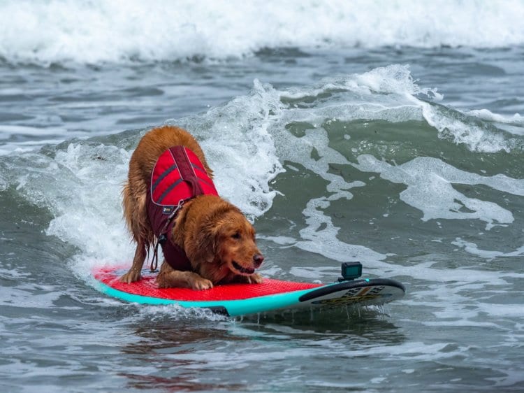 11 Photos Of Dogs Surfing - The Frisky