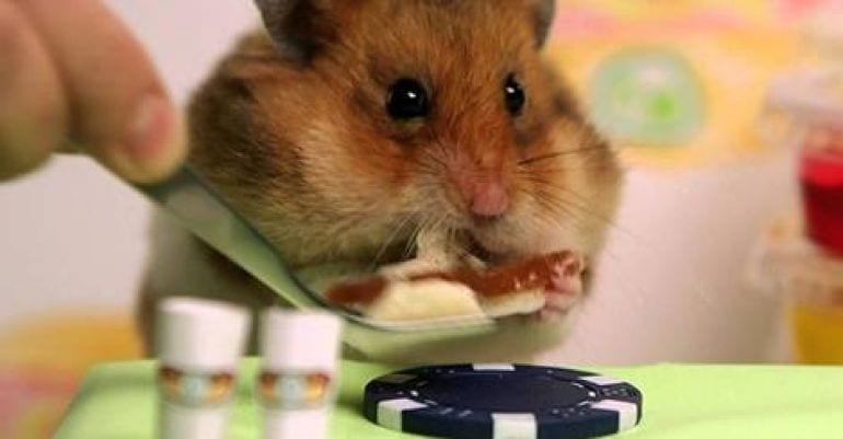 Hamster Competes Against Kobayashi In Hot Dog Eating Contest