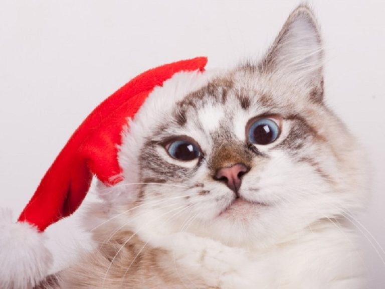 9 Strange Cat Ornaments On Etsy For The Festive Cat Lady The Frisky