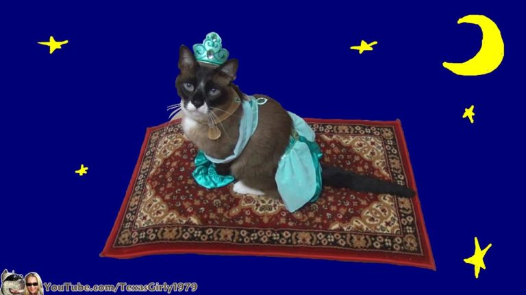 Happy Halloween, Here’s A Princess Jasmine Cat On A Magic Carpet Roomba ...