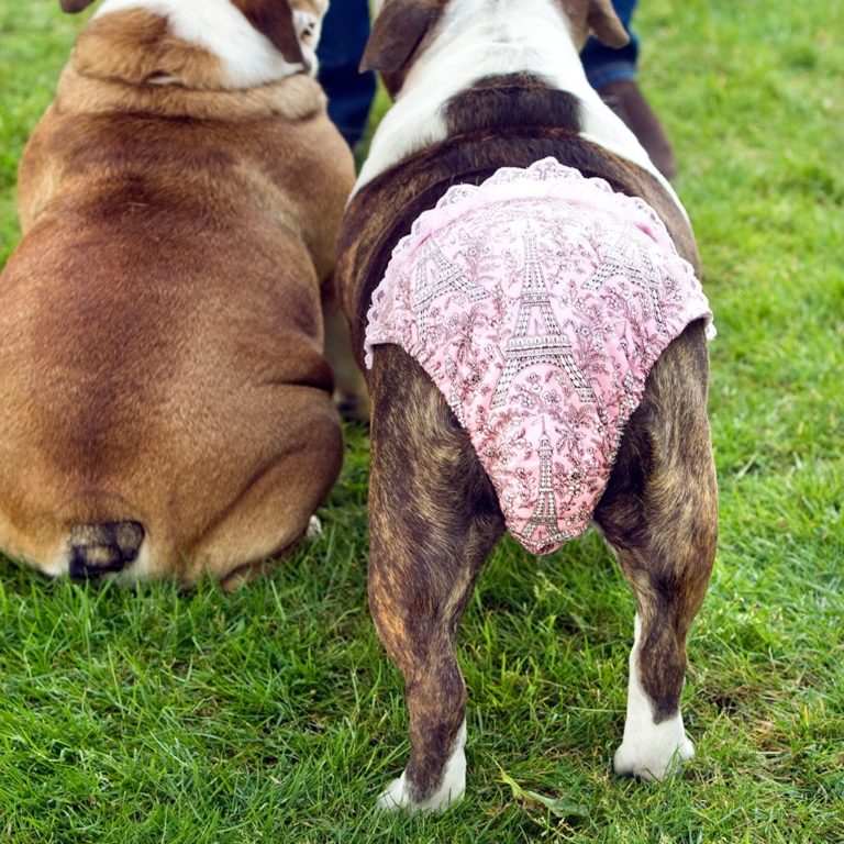 Um, Panties For Dogs? The Frisky