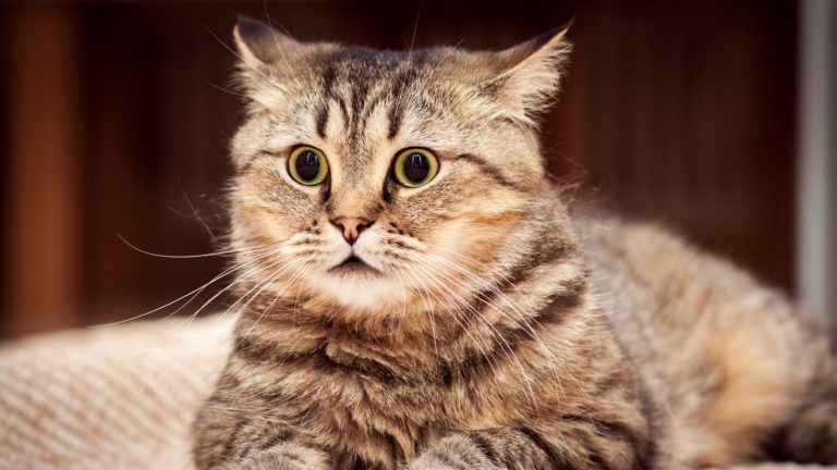 Goth Kitties? Woman Busted For Piercing Cats’ Ears And Tails