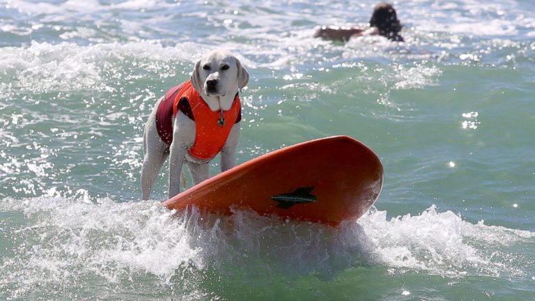 The Surf Dogs Of San Diego Hang Ten - The Frisky