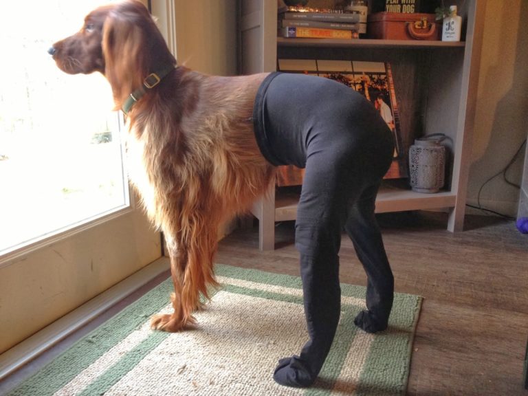 Dogs In Pantyhose Is Something A Cat Would Never Stand For