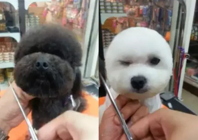 Taiwanese Dog Grooming Trend Gives Pooches Perfectly Square Or Round