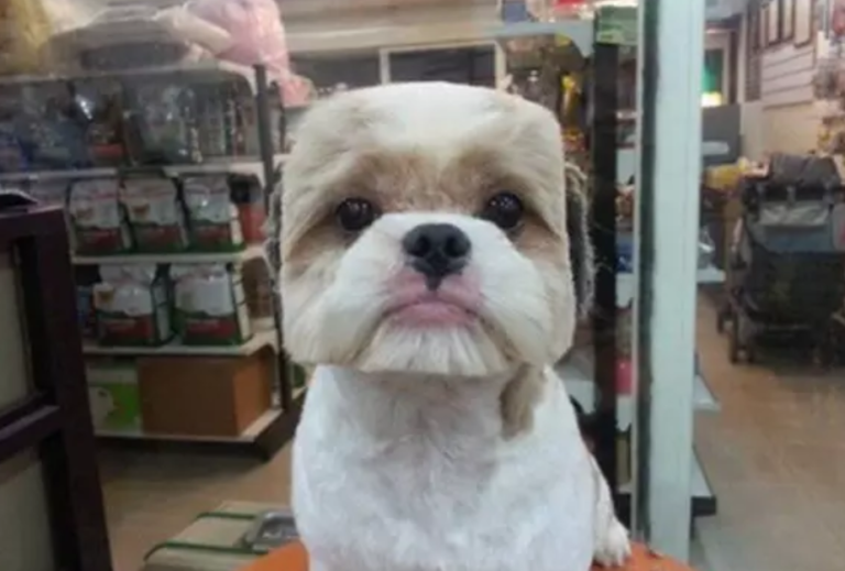 Taiwanese Dog Grooming Trend Gives Pooches Perfectly Square