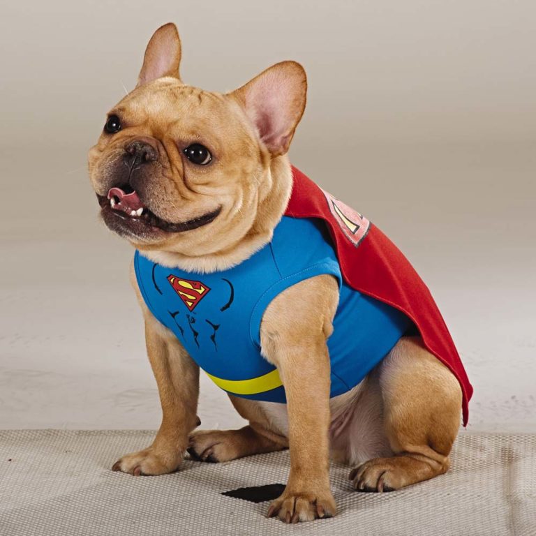 12 French Bulldogs Trick-Or-Treating On Halloween - The Frisky