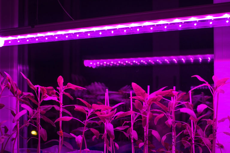 what colour led light for growing plants