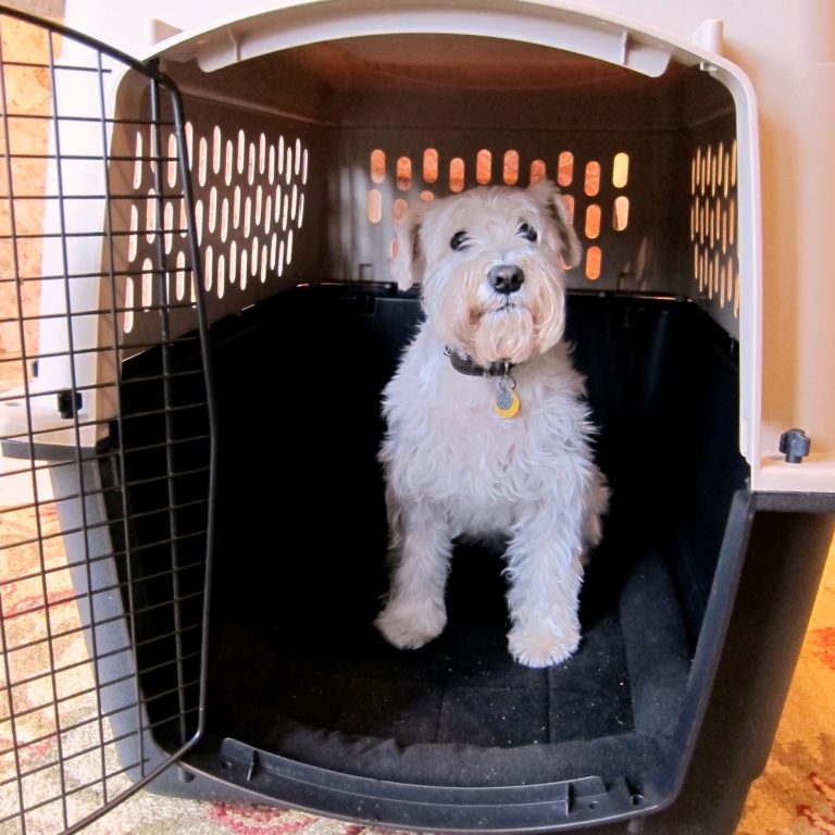 how-to-choose-the-right-size-crate-for-your-dog-the-frisky