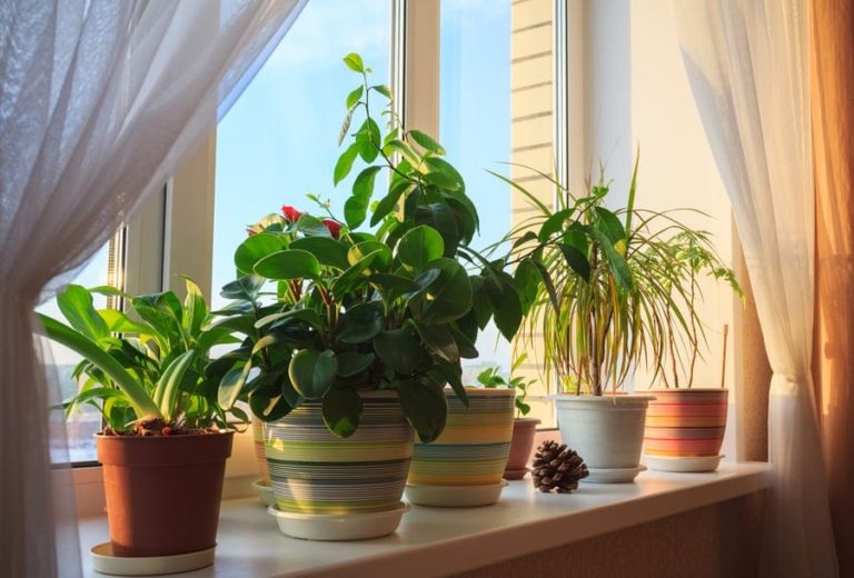 How to choose the best houseplants The Frisky
