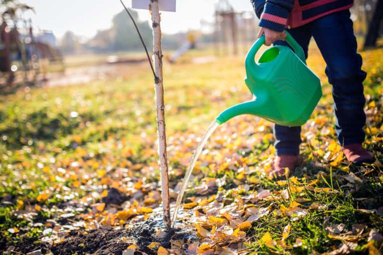 Taking care of your trees during the summer - The Frisky