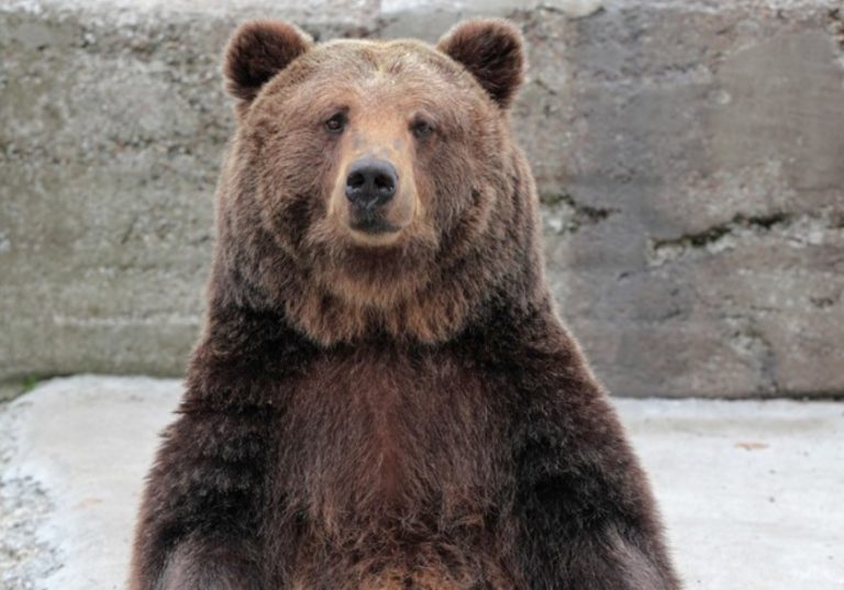 Even Brown Bears Like Oral Sex