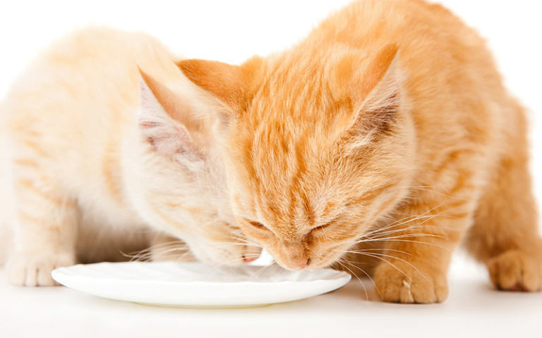 what-is-the-best-food-for-cats-the-frisky