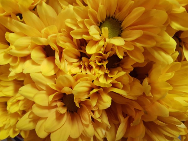 Yellow Flowers Meaning - The Frisky