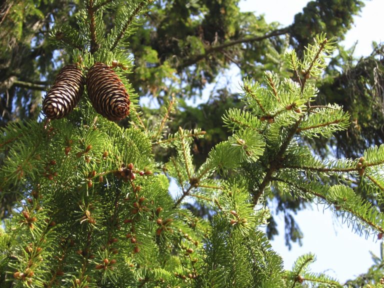 How to Care for Evergreen Trees - The Frisky