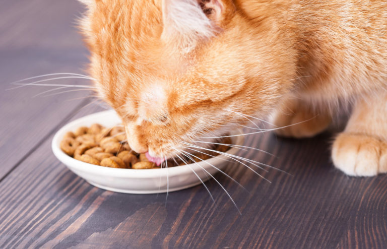 Things to Consider When Choosing the Best Food for Your Feline Friend ...