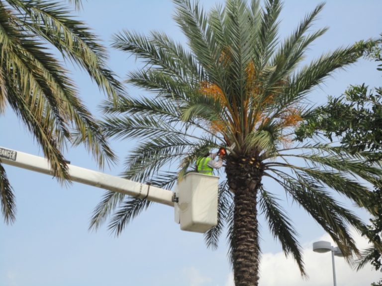 how-much-does-it-cost-to-trim-palm-trees-the-frisky