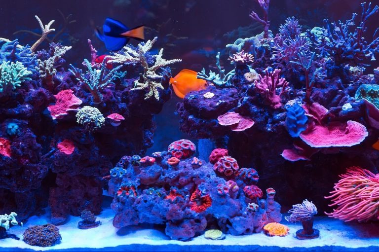 Best Ways to Maintain Aquarium Temperature The Frisky