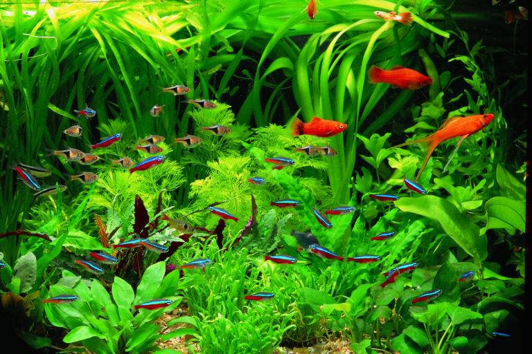 Best Ways to Maintain Aquarium Temperature - The Frisky