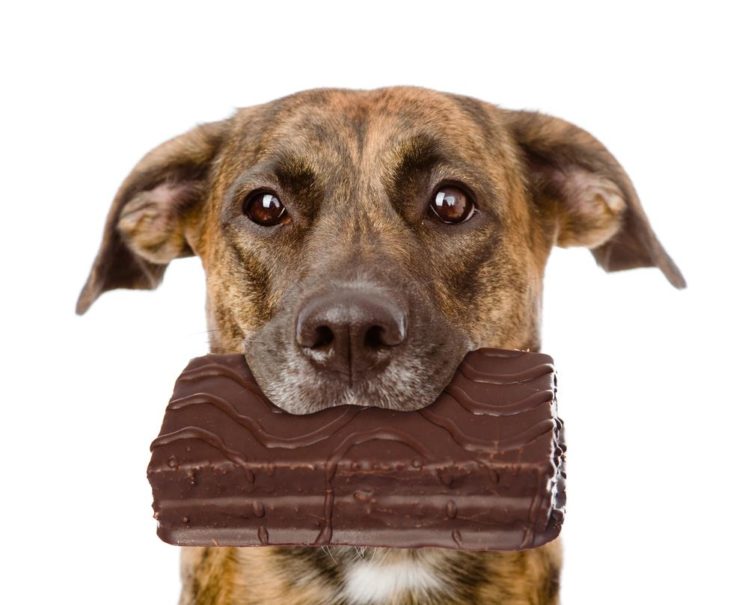 what-happens-if-a-dog-eats-chocolate-the-frisky