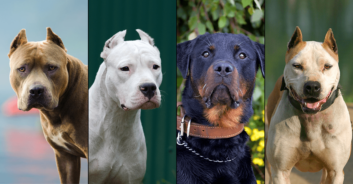 The 10 Most Dangerous Dog Breeds In 2022