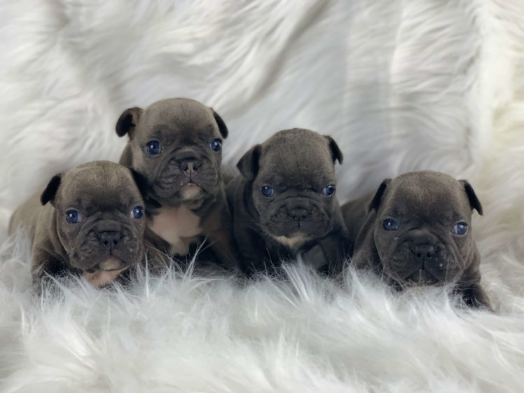 5 Things to Know When Buying a French Bulldog Puppy The Frisky
