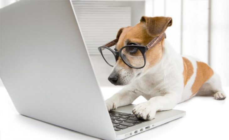 Advantages and Disadvantages of Shopping for Pet Items Online 2023 - The  Frisky