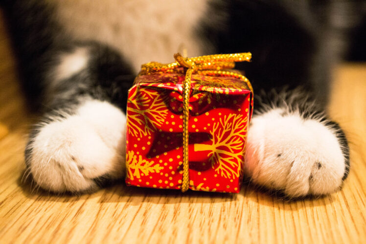 11 Unique Gift Ideas For Cat Lovers The Frisky   Cat Lover Gift 