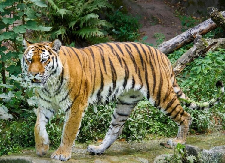 Tiger Safari in India: Time to Visit the Wildest Corners - The Frisky