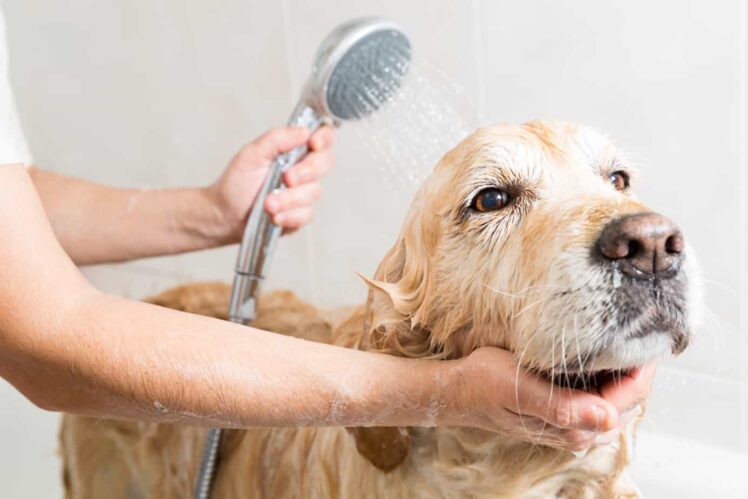 Learning How to Groom Your Own Dog 2020 DIY Guide The