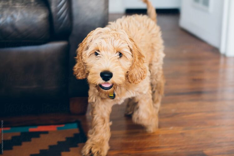 6 Things To Know Before You Adopt A Labradoodle Puppy - The Frisky